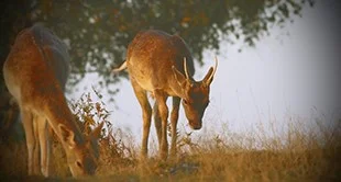 „Die Deutschen wollen ihr Auenland so lange wie möglich erhalten“ - die deutschen wollen ihr