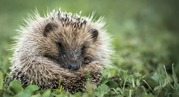 In den Zukunftsbildern der Menschen dominiert das Dystopische