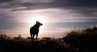 schosshund wolf und baer