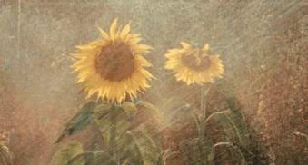 Trotz Klima in der Dauerkrise: Was hat Deutschland für ein Problem mit den Grünen?