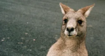 viele deutsche sind erschoepft und zermuerbt kopie