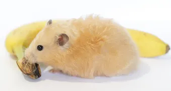 wie kommt es zu hamsterkaeufen