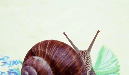 Zuversicht im Schneckenhaus